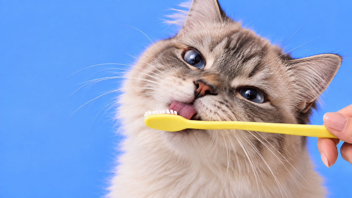 Higiene Oral para Gato