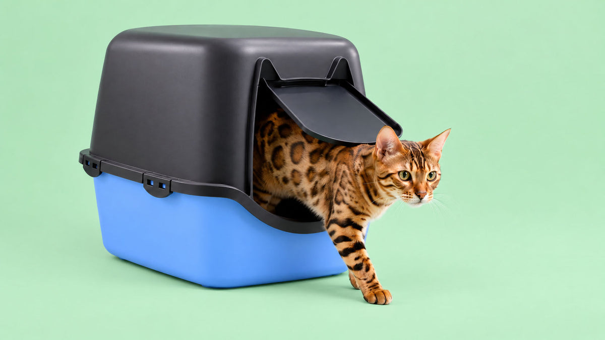 Caixas de Areia Fechadas para Gato