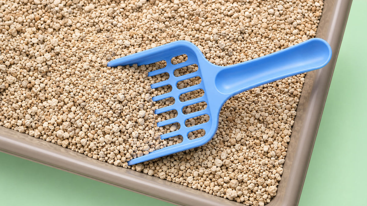 Pás de Areia para Gato