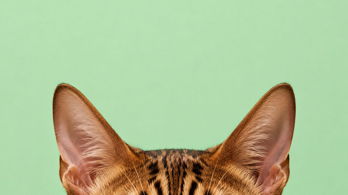 Saúde e Bem-estar dos Ouvidos de Gato