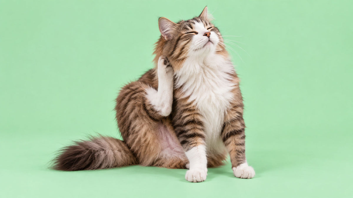 Saúde e Bem-estar para Pele e Pelo de Gato