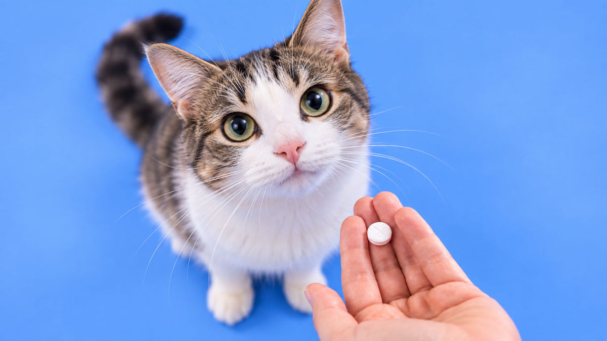 Saúde e Bem-estar por Tipologia para Gato