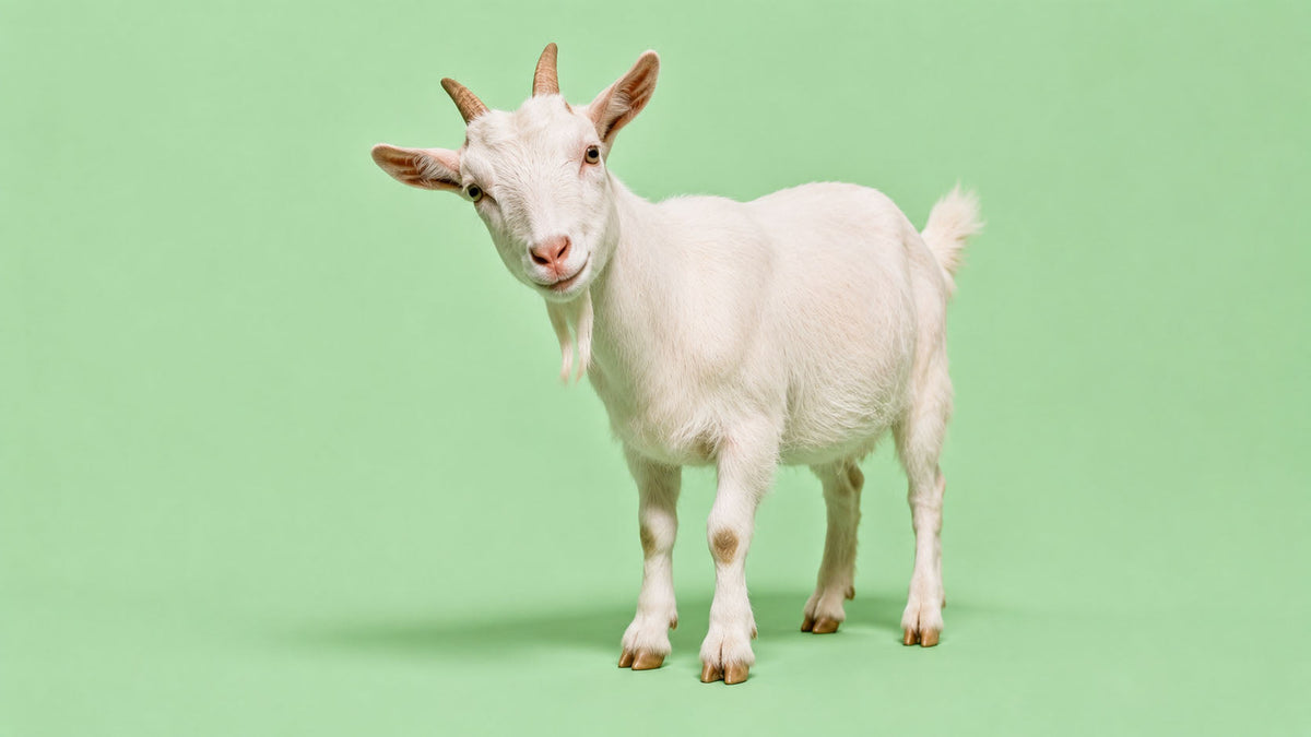 Cabras