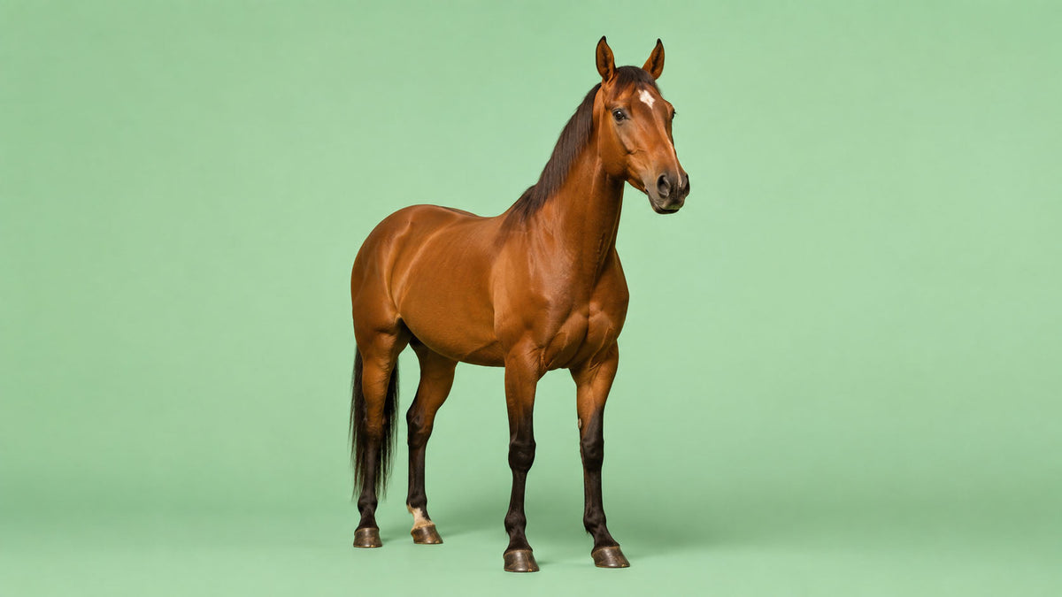 Cavalos