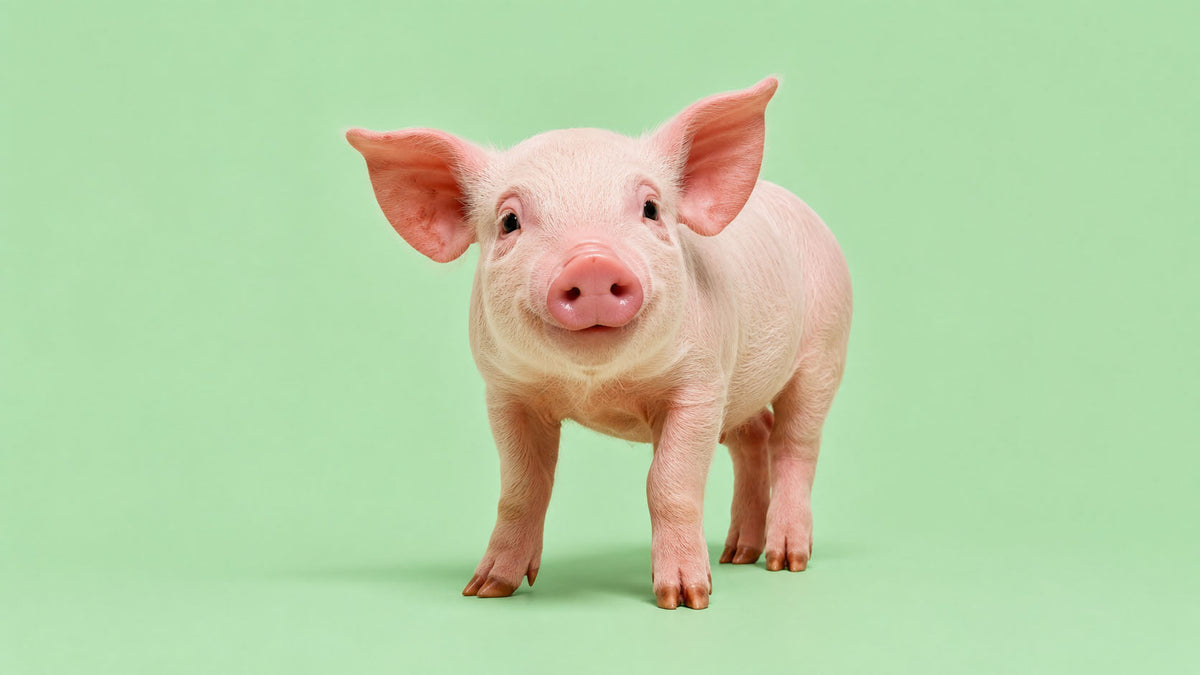 Porcos