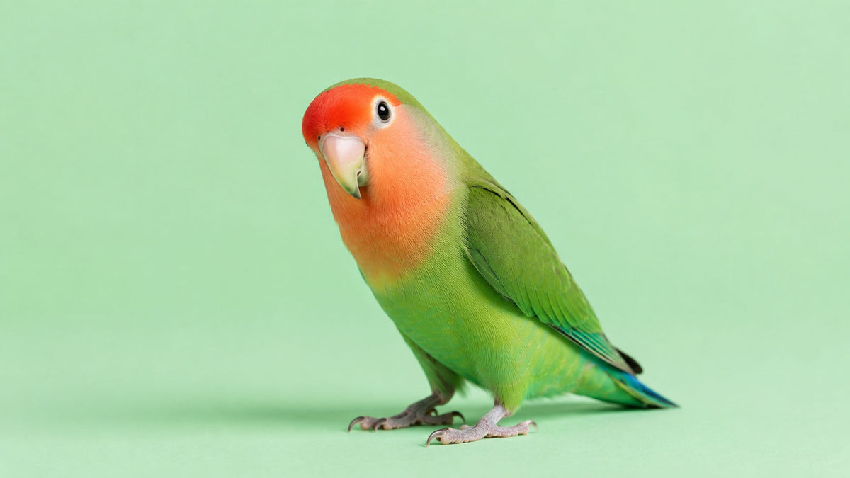 Agapornis
