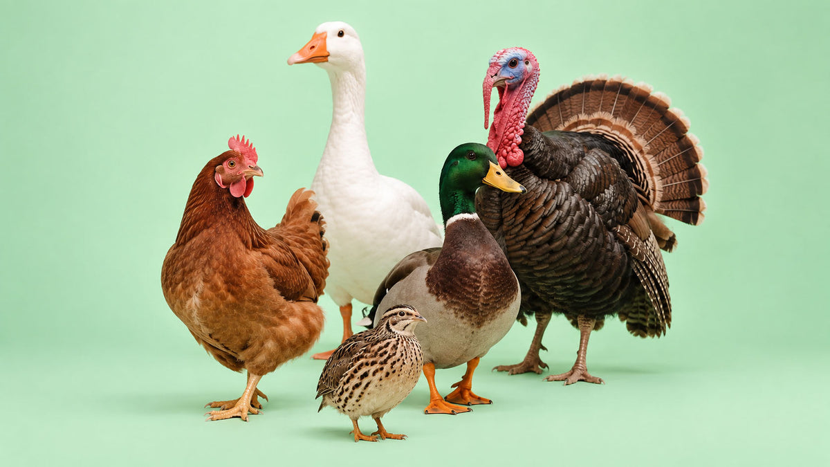Aves de Capoeira