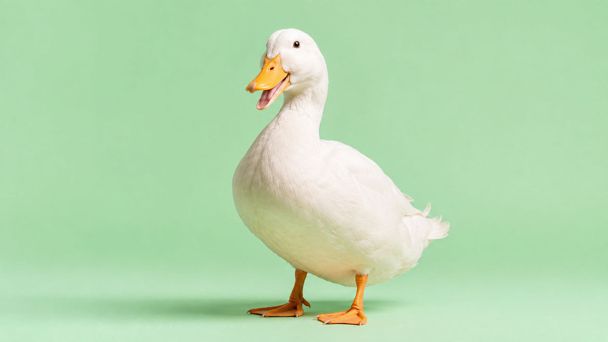 Patos