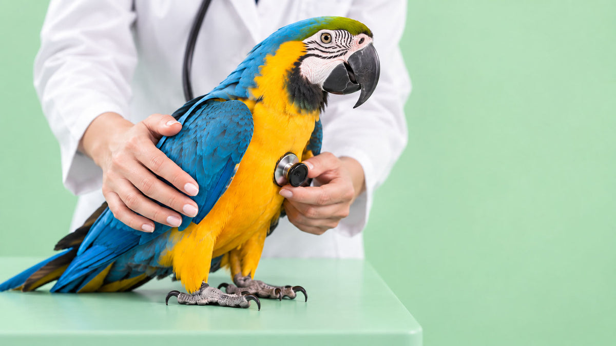 Saúde para Aves