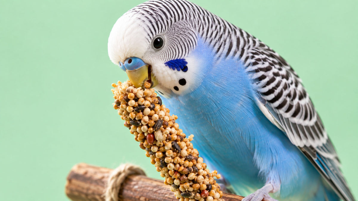 Snacks para Aves