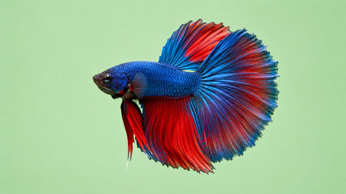 Peixes Betta
