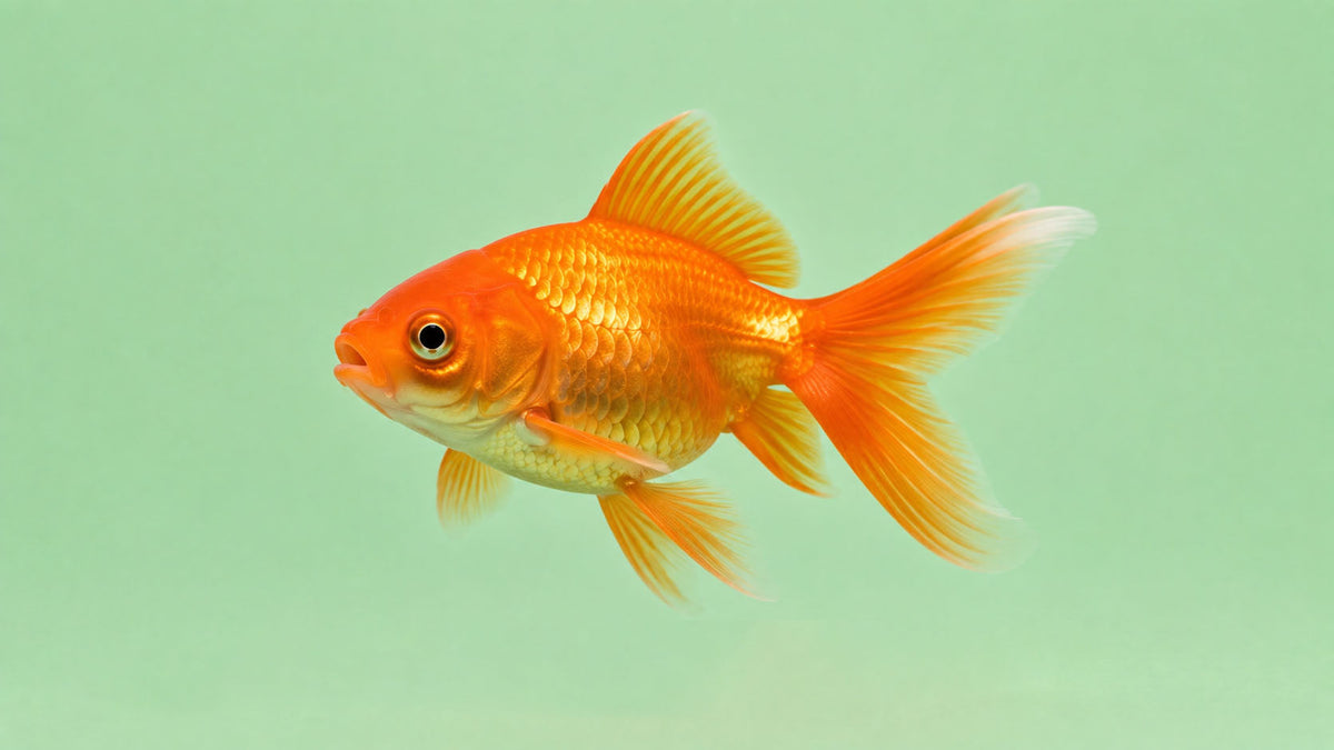 Peixe Dourado