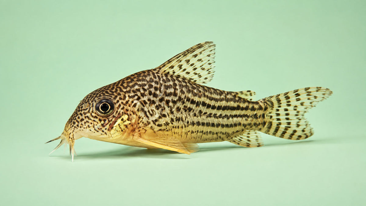 Peixes de Fundo