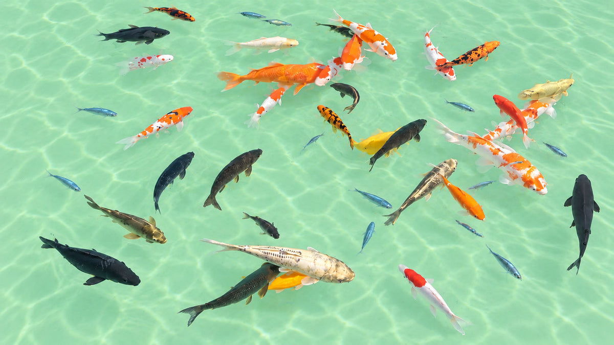 Peixes de Lago