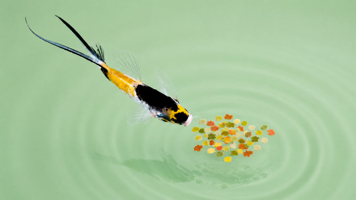 Alimentação para Peixes