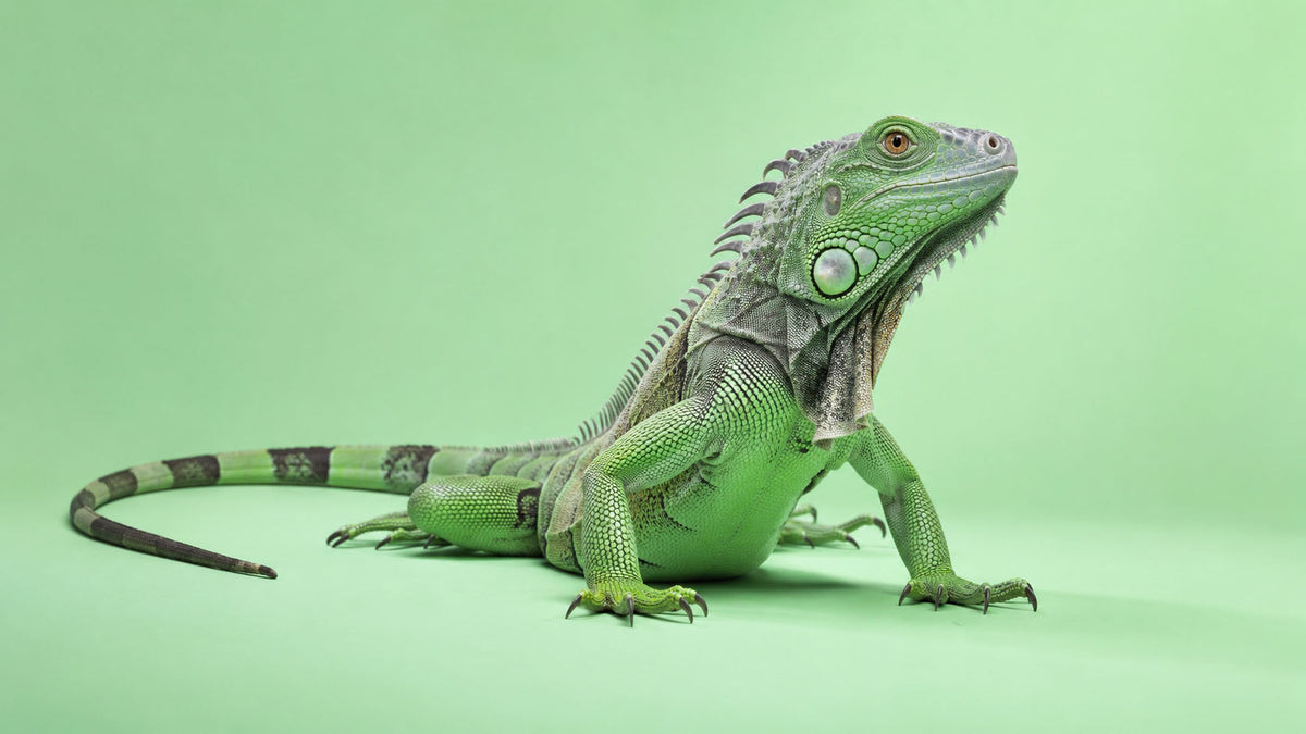 Iguanas