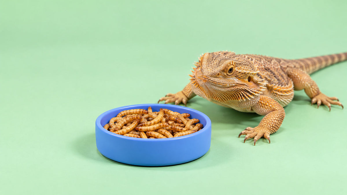 Alimentação para Répteis