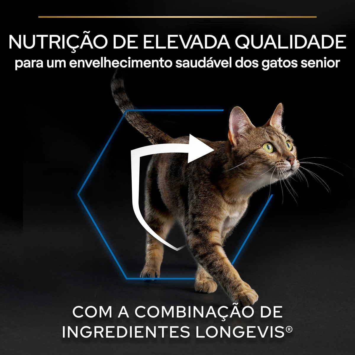 P12538872