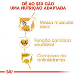 RCBOXER26012
