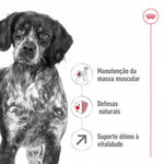 RCMEDIUMNA04