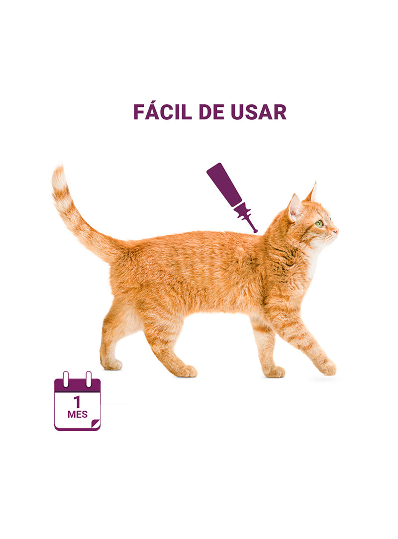 VECFELIS