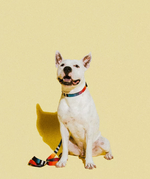 ZDCOLLAR109