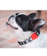 ZDCOLLAR25