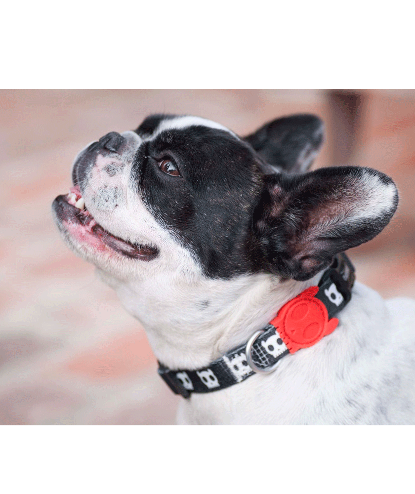 ZDCOLLAR25