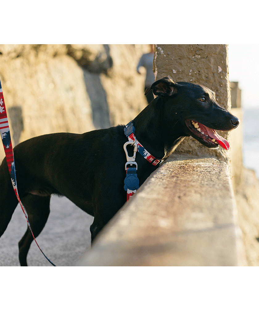 ZDCOLLAR86